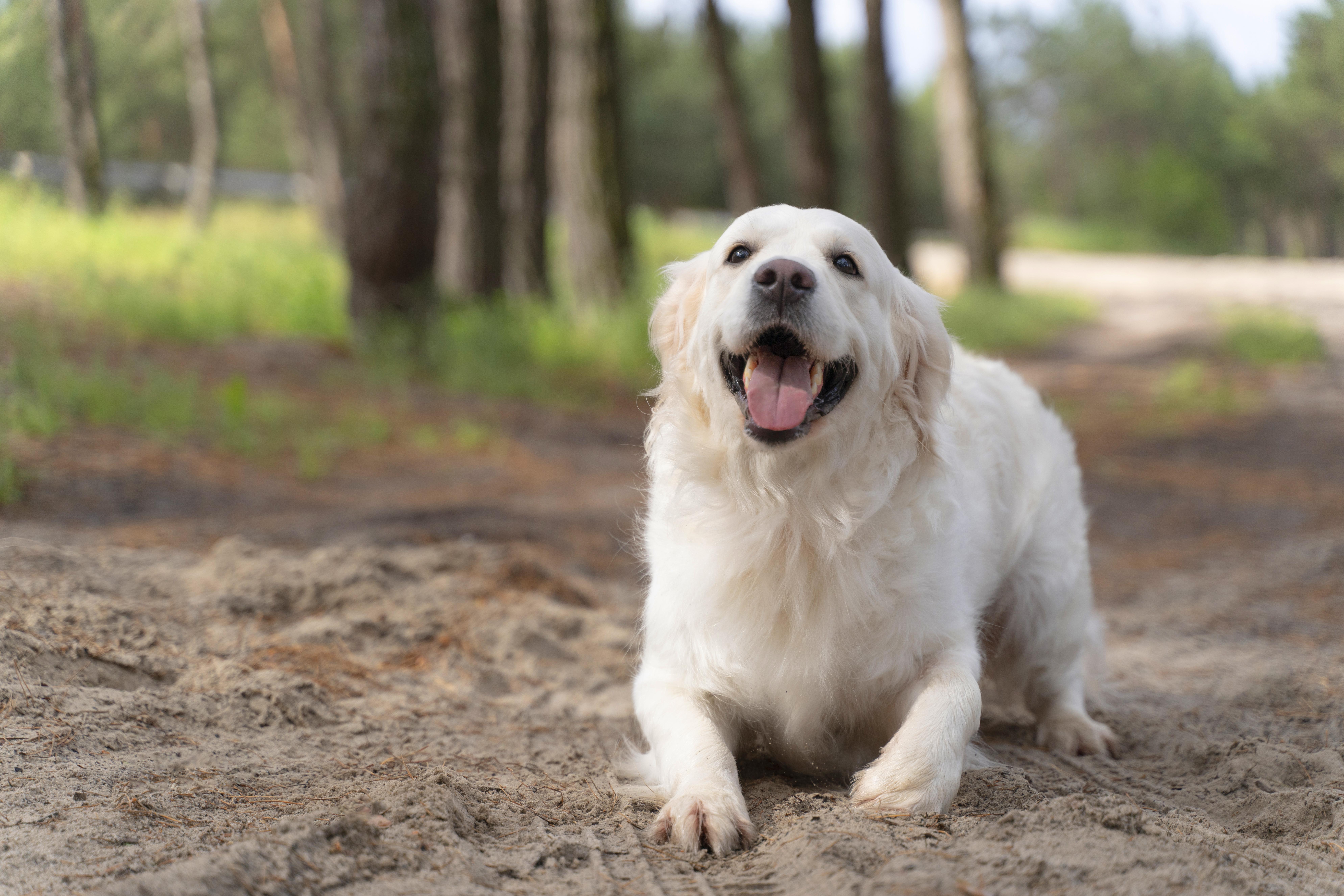 Karma Nature’s Protection White Dogs – najwyższy standard opieki nad psem o białej sierści